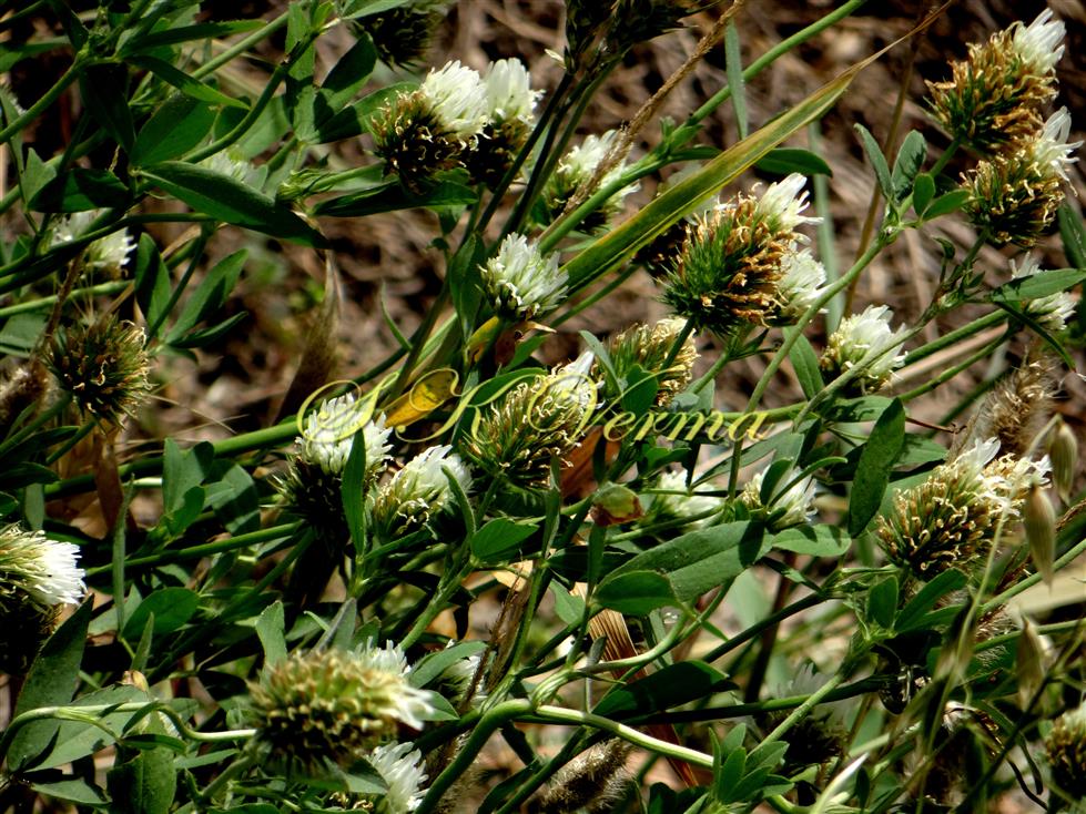  Plants